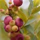 Planta Amerikanskt Blåbär Omnia Garden Pink Lemonade