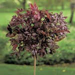 Prydnadsträd Skogslönn Omnia Garden Crimson Sentry