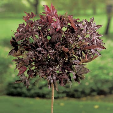 Prydnadsträd Skogslönn Omnia Garden Crimson Sentry