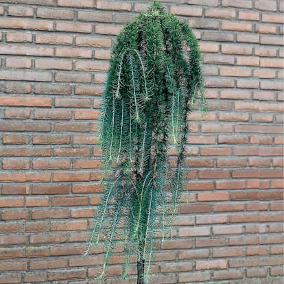 Prydnadsträd Omnia Garden Japansk Lärk Stiff Weeper Prydnadsträd, Höjd 1,5-2 m