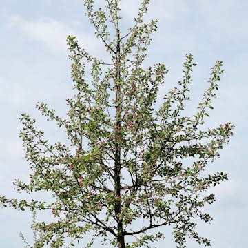 Prydnadsträd Prydnadsapel Omnia Garden Evereste
