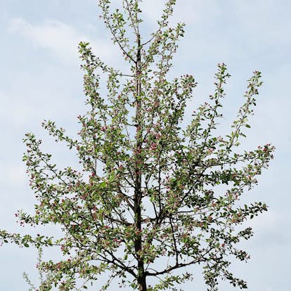 Prydnadsträd Prydnadsapel Omnia Garden Evereste