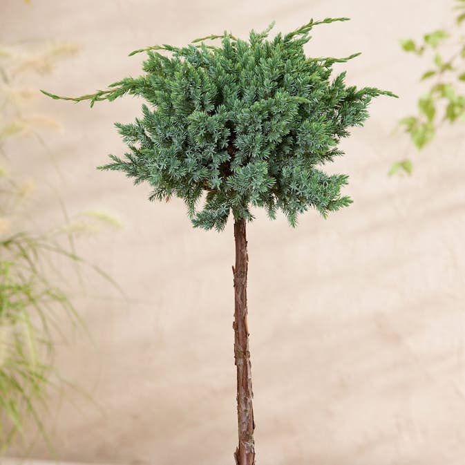 Prydnadsträd Himalaya-En @Plant Meyeri