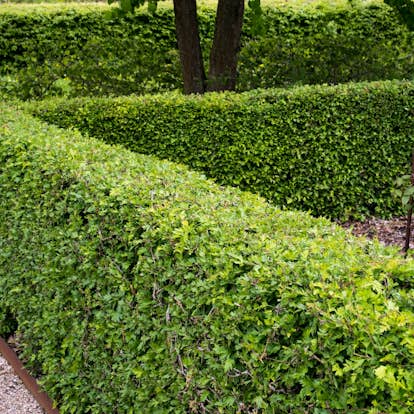 Häck Omnia Garden Trubbhagtorn