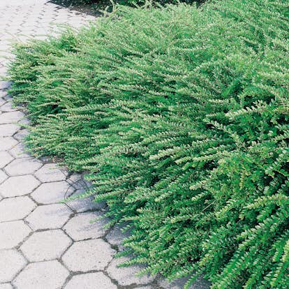 Prydnadsbuske Omnia Garden Myrtentry