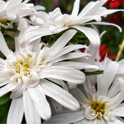 Planta Skogsaster Omnia Garden Vit