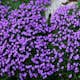 Planta Aubrieta Omnia Garden Blaumeise