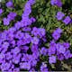 Planta Aubrieta Omnia Garden Blaumeise