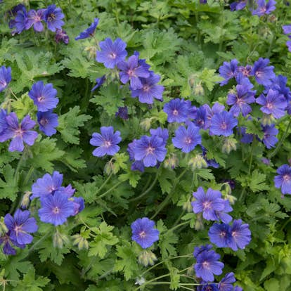 Marktäckare Kungsnäva Omnia Garden