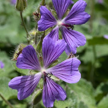 Marktäckare Nätnäva Omnia Garden Philippe Vapelle