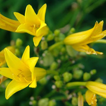 Planta Blekgul Daglilja Omnia Garden