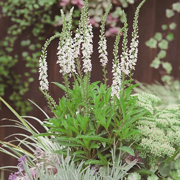 Planta Bäcklysing Omnia Garden Autumn Snow
