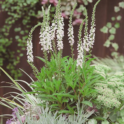 Planta Bäcklysing Omnia Garden Autumn Snow