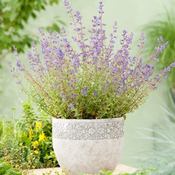Planta Kantnepeta Omnia Garden Kit Cat