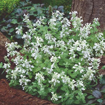 Planta Bergnepeta Omnia Garden Snowflake