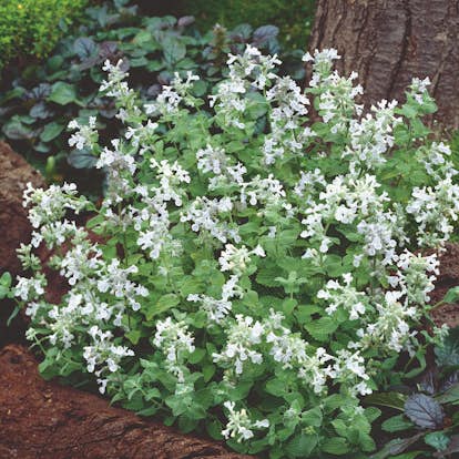 Planta Bergnepeta Omnia Garden Snowflake
