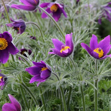 Planta Backsippa Omnia Garden