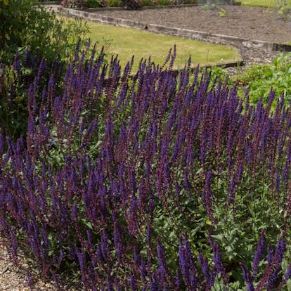 Planta Stäppsalvia Omnia Garden Mainacht