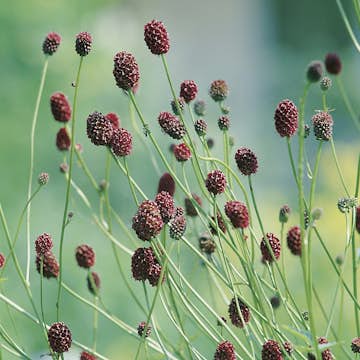 Planta Blodtopp Omnia Garden Tanna