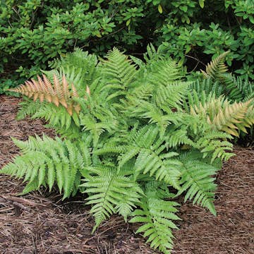 Prydnadsbuske Bronsbräken Omnia Garden