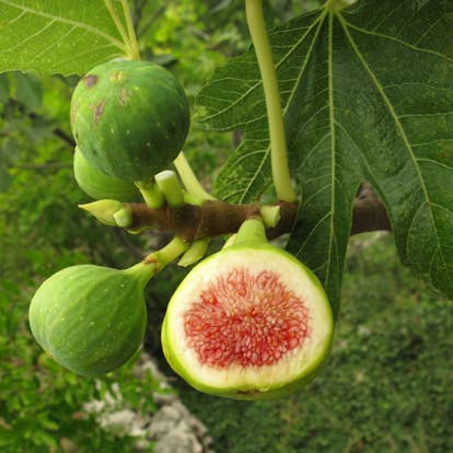 Fikonbuske Omnia Garden