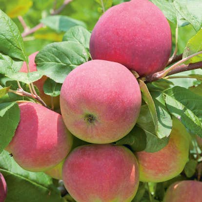 Äppelträd Omnia Garden Röd Melba Svagväxande