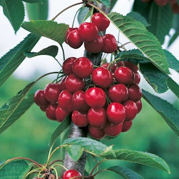 Körsbärsträd Omnia Garden Sweetheart Svagväxande