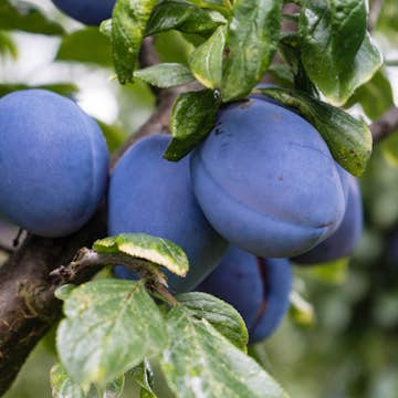 Plommonträd Omnia Garden Experimentalfältets Sviskon