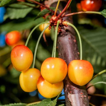 Sötkörsbärsträd Omnia Garden Büttners Späte Rote Knorpelkirsche E