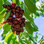 Sötkörsbärsträd Omnia Garden Kordia