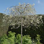 Prydnadsträd Omnia Garden Silverpäron, Silvergrönt Lövverk & Vit Blomning, 60 cm