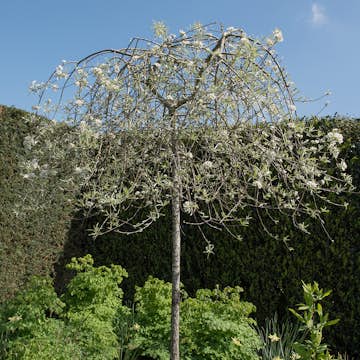 Prydnadsträd Omnia Garden Silverpäron, Silvergrönt Lövverk & Vit Blomning, 60 cm