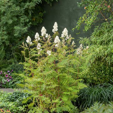 Planta Häck Omnia Garden Liten Rönnspirea Maia E