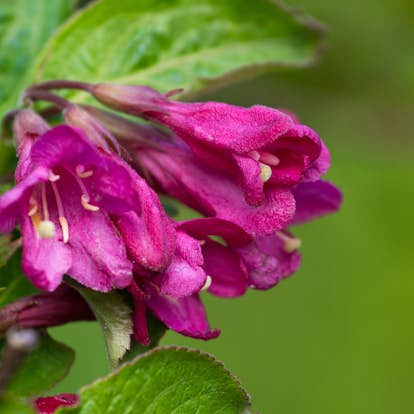 Planta Perenn Omnia Garden Rosenprakttry Korea E