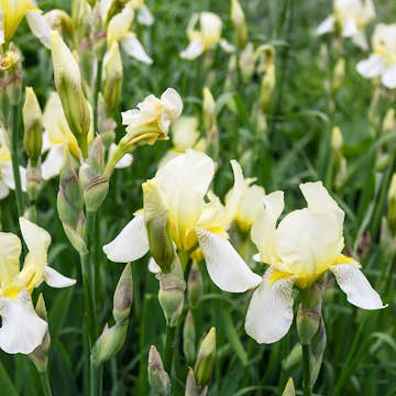 Planta Perenn Omnia Garden Violiris