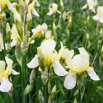 Planta Perenn Omnia Garden Violiris