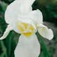 Planta Perenn Omnia Garden Violiris