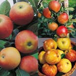 Planta Fruktträd Omnia Garden Familjeträd Äpple