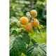 Hallon Omnia Garden Rubus Fallgold E