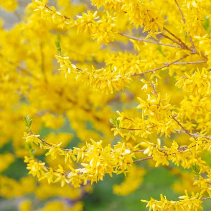 Planta Hybridforsythia Omnia Garden Freja 20-40 cm