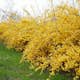 Planta Hybridforsythia Omnia Garden Freja 20-40 cm