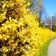 Planta Hybridforsythia Omnia Garden Freja 20-40 cm