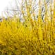 Planta Hybridforsythia Omnia Garden Freja 20-40 cm