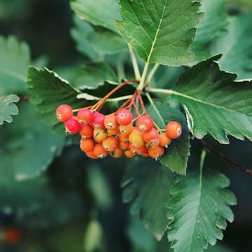 Planta Häckoxel Omnia Garden Bälinge 20-40 cm