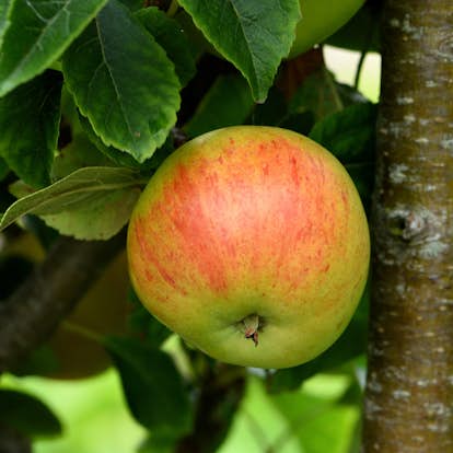 Äppelträd Omnia Garden Malus Domestica Hampus