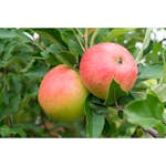 Äppelträd Omnia Garden Malus Domestica Rubinola