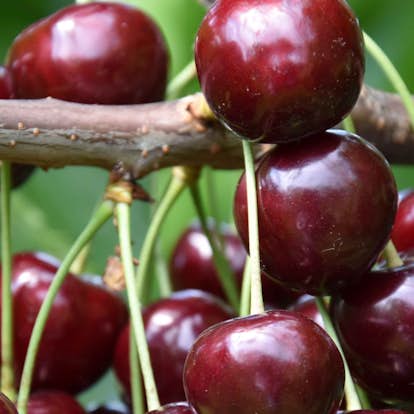 Körsbärsträd Omnia Garden Prunus Avium Lapins E