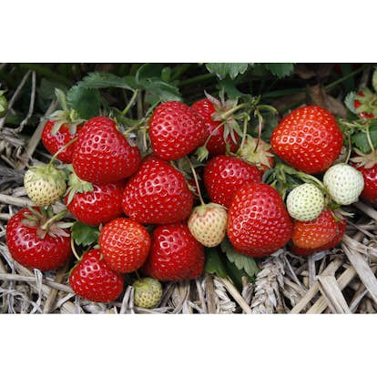 Jordgubbe Omnia Garden Fragaria Ananassa Rumba