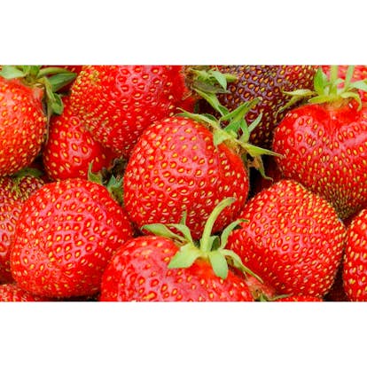 Jordgubbe Omnia Garden Fragaria Ananassa Salsa