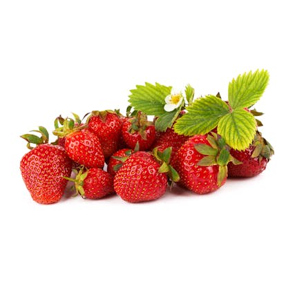 Jordgubbe Omnia Garden Fragaria Ananassa Malwina